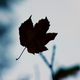 Illustration for article titled Shooting Challenge Fall Leaves Gallery 8